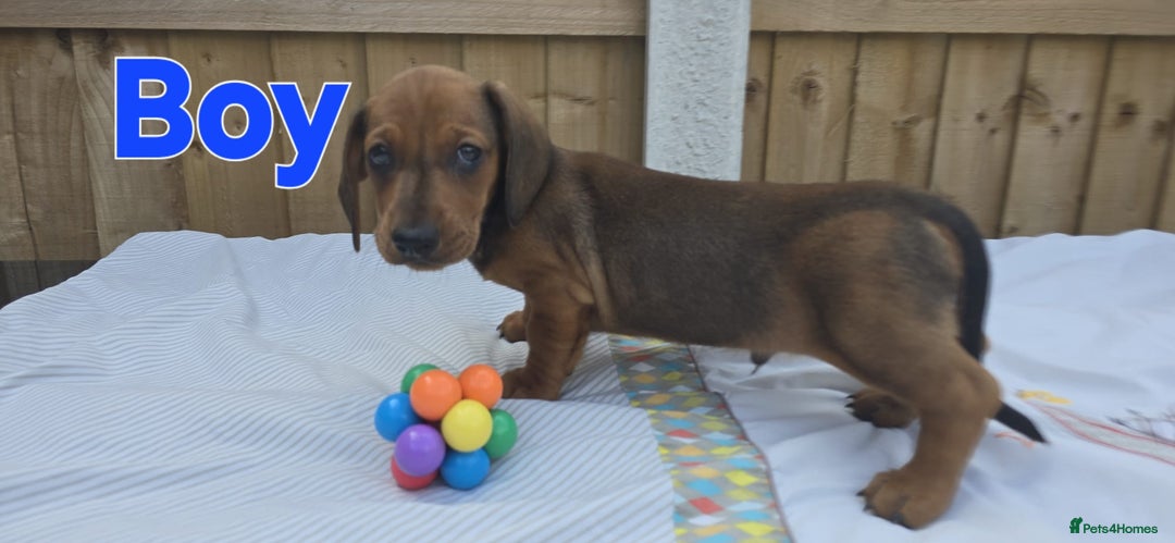 Dachshund dogs for sale: "READY GO STUNING 5 STANDARD DACHSHUND PUPPIES  - Image 2