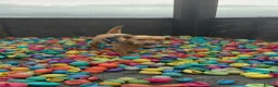 Labrador Retriever dogs for sale: New Home Needed ASAP in Barnard Castle - Advert 5