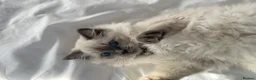 Ragdoll cats for sale: Blue color point pedigree breed ragdoll kitten  - Advert 11