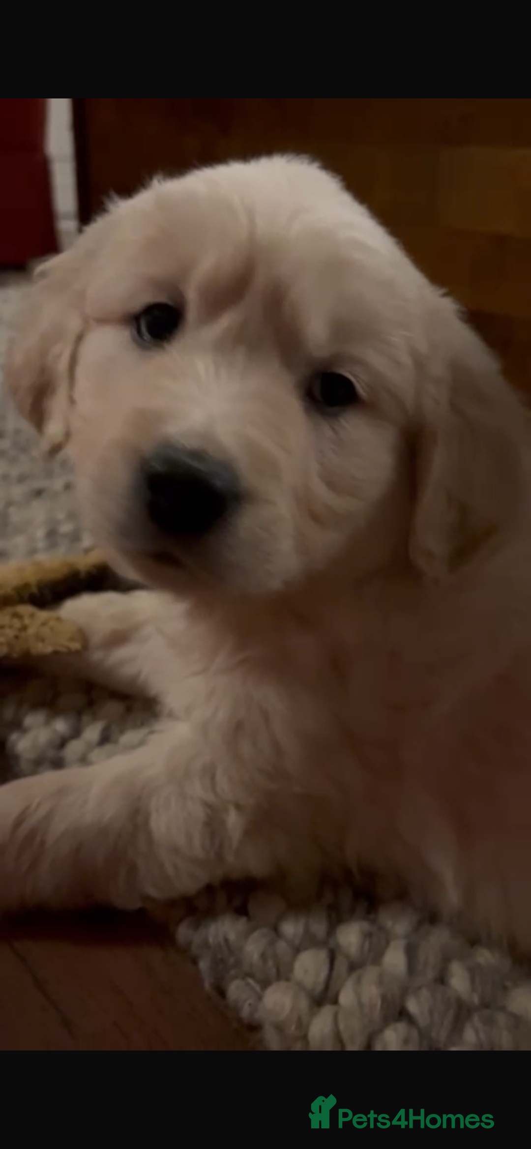 Golden Retriever dogs for sale: KC registered Golden Retriever puppies  - Advert 30