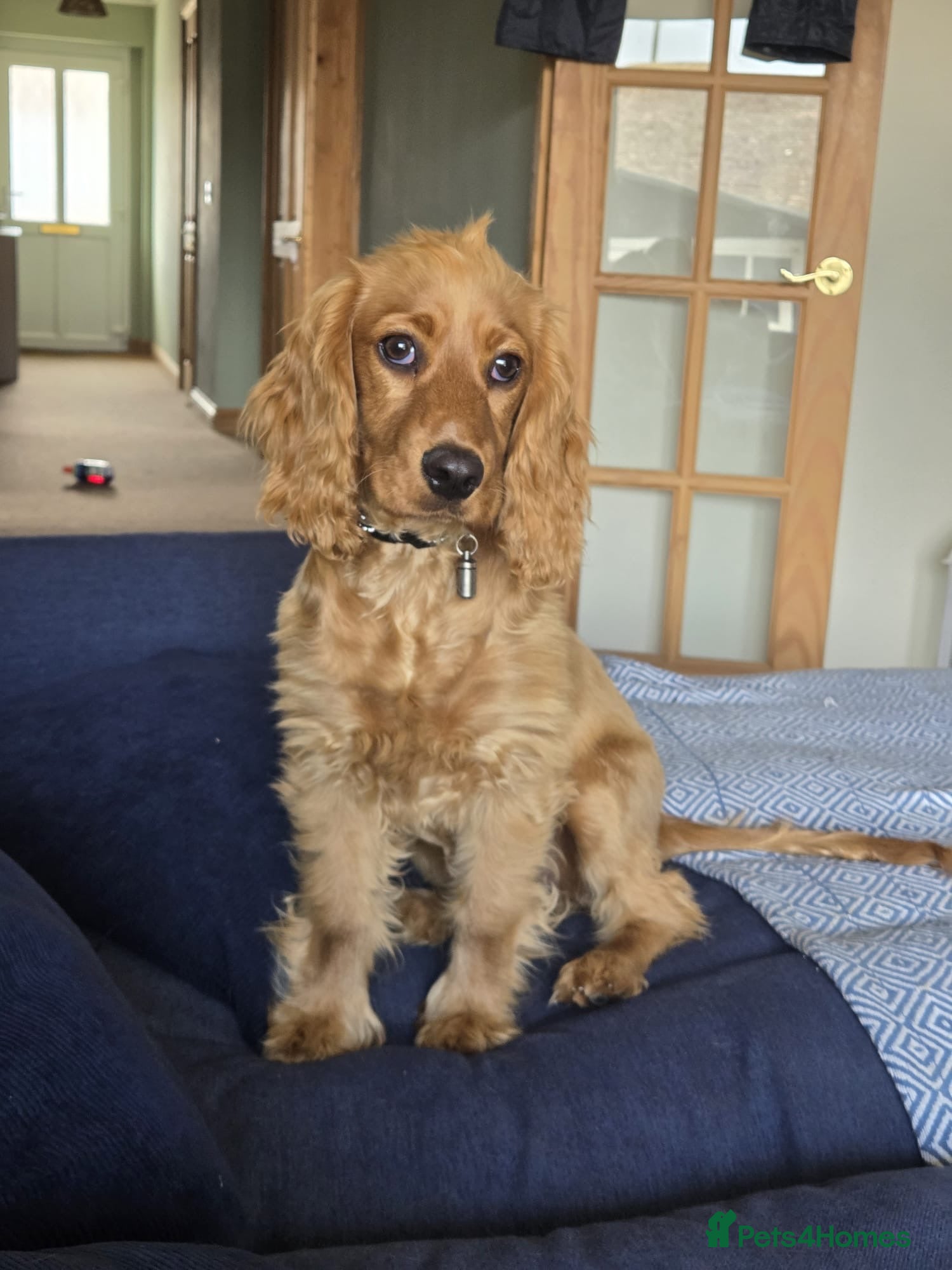 Cocker Spaniel dogs Sad to have to re home - Advert 1
