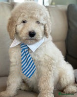 Mixed Breed dogs F1B SAINTBERNADOODLE CREAM BOY BLACK /WHITE GIRL - Advert 11