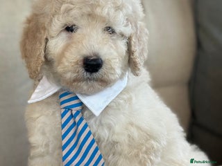 Mixed Breed dogs F1B SAINTBERNADOODLE CREAM BOY BLACK /WHITE GIRL - Advert 9