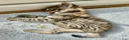 Mixed Breed cats for sale: 7 lovely kittens 4 chaps and 3 ladies - Advert 14