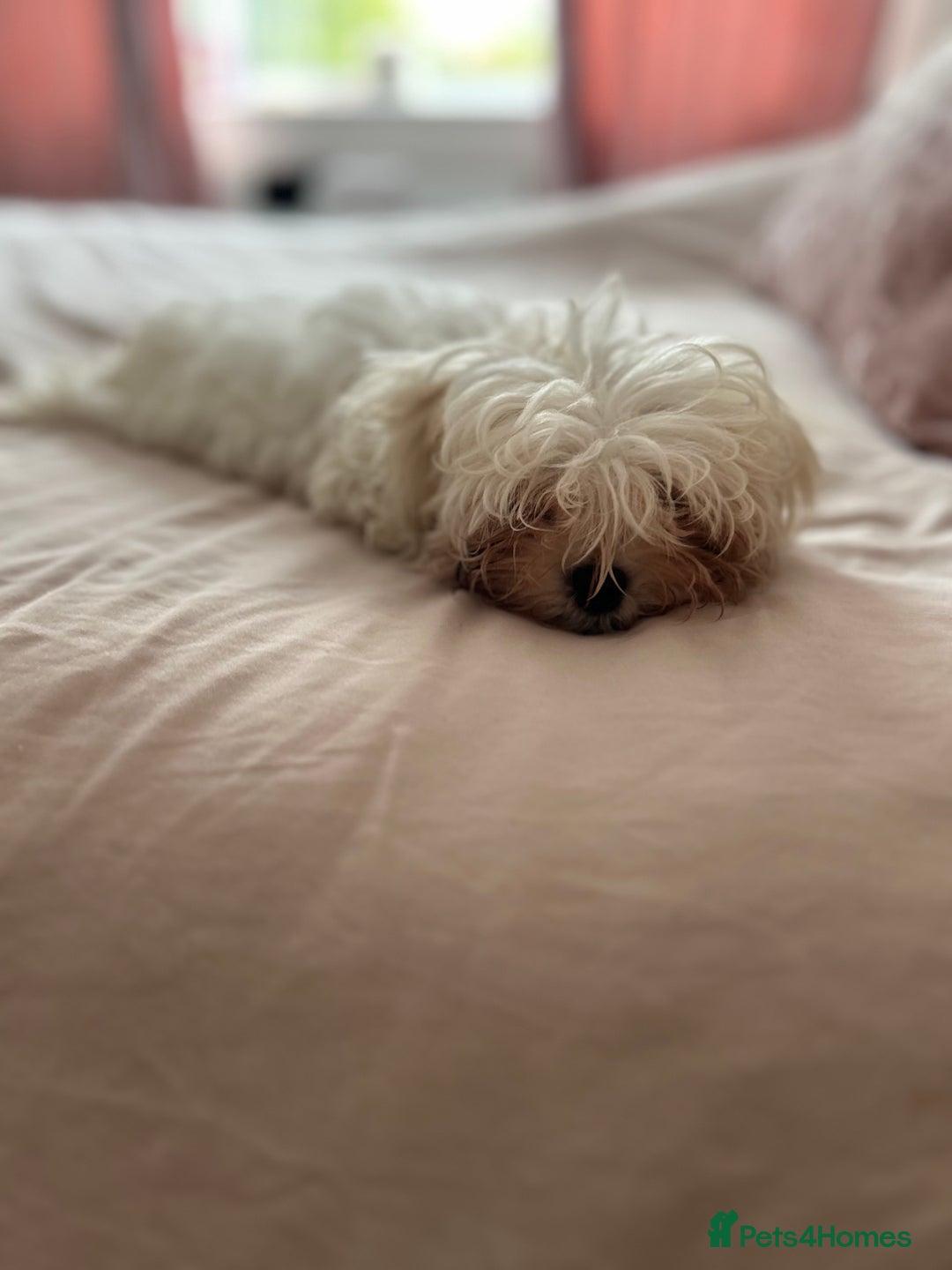 Maltese dogs for sale: 1 puppy back up for sale because of time wasting  - Image 20