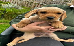 Hungarian Vizsla dogs for sale: VIZSIPOO puppies, Vizsla x Miniature Poodle - Image 6