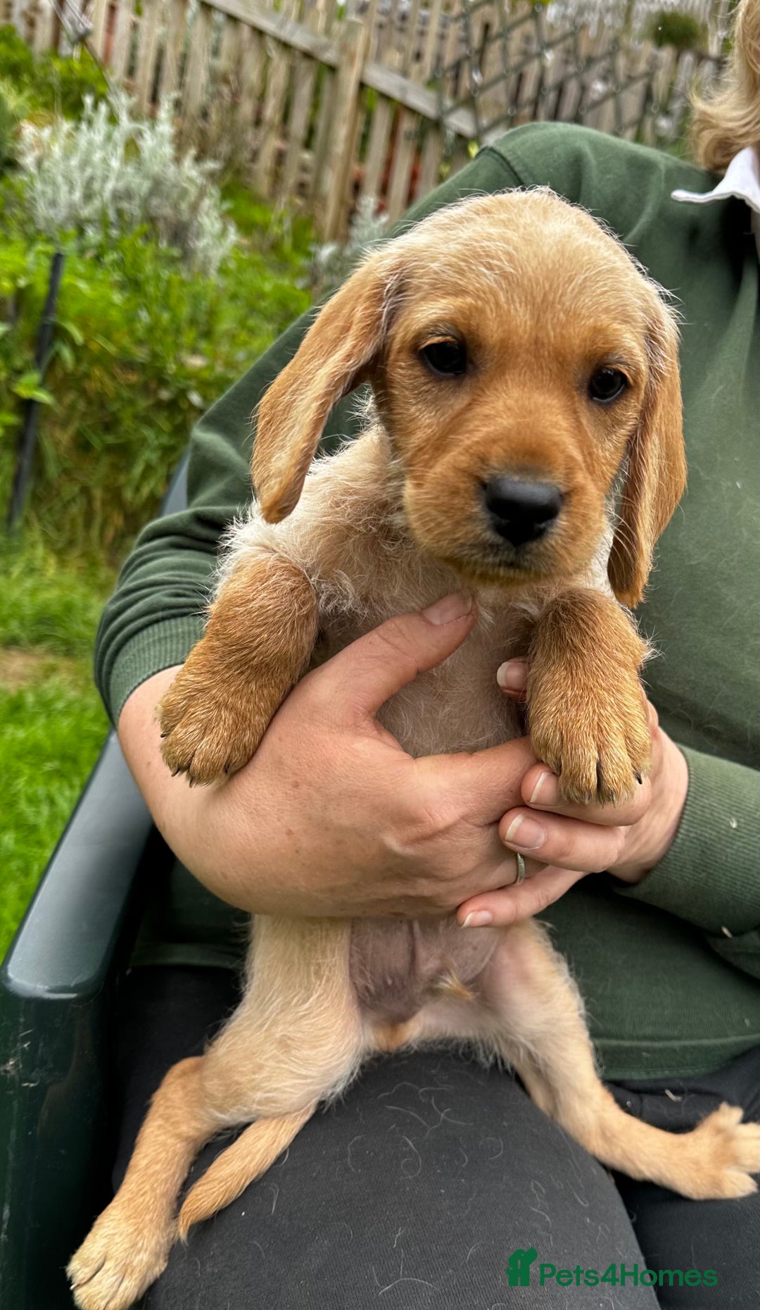 Hungarian Vizsla dogs for sale: VIZSIPOO puppies, Vizsla x Miniature Poodle - Image 6