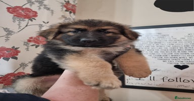 German Shepherd dogs - Advert 11