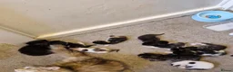 Mixed Breed cats for sale: 12 kittens  in Nottingham - Advert 8