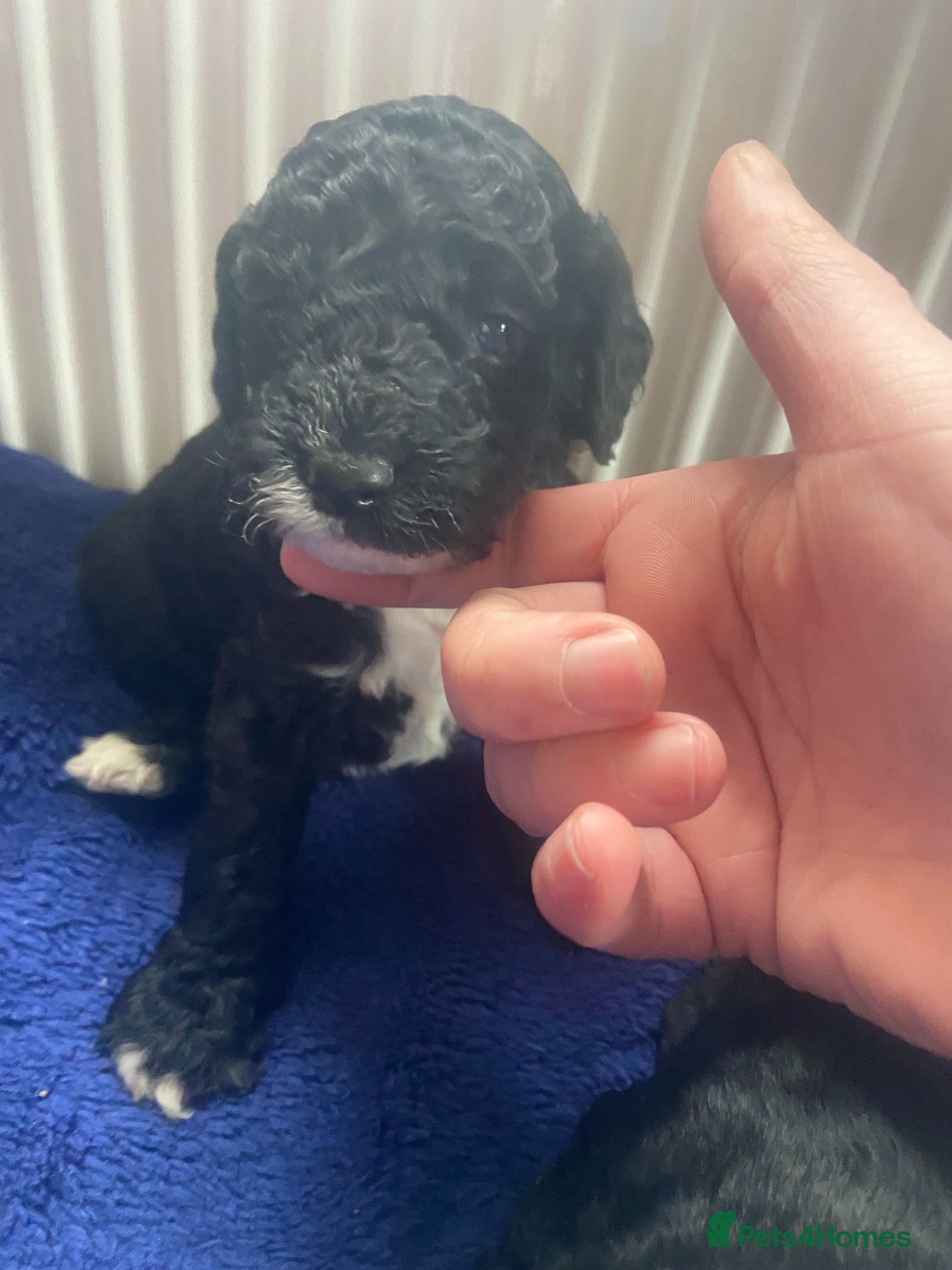 Cockapoo dogs F1B TOY COCKAPOOS - Advert 1