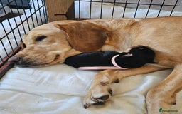 Mixed Breed dogs for sale: Puppies for sale  - Image 19