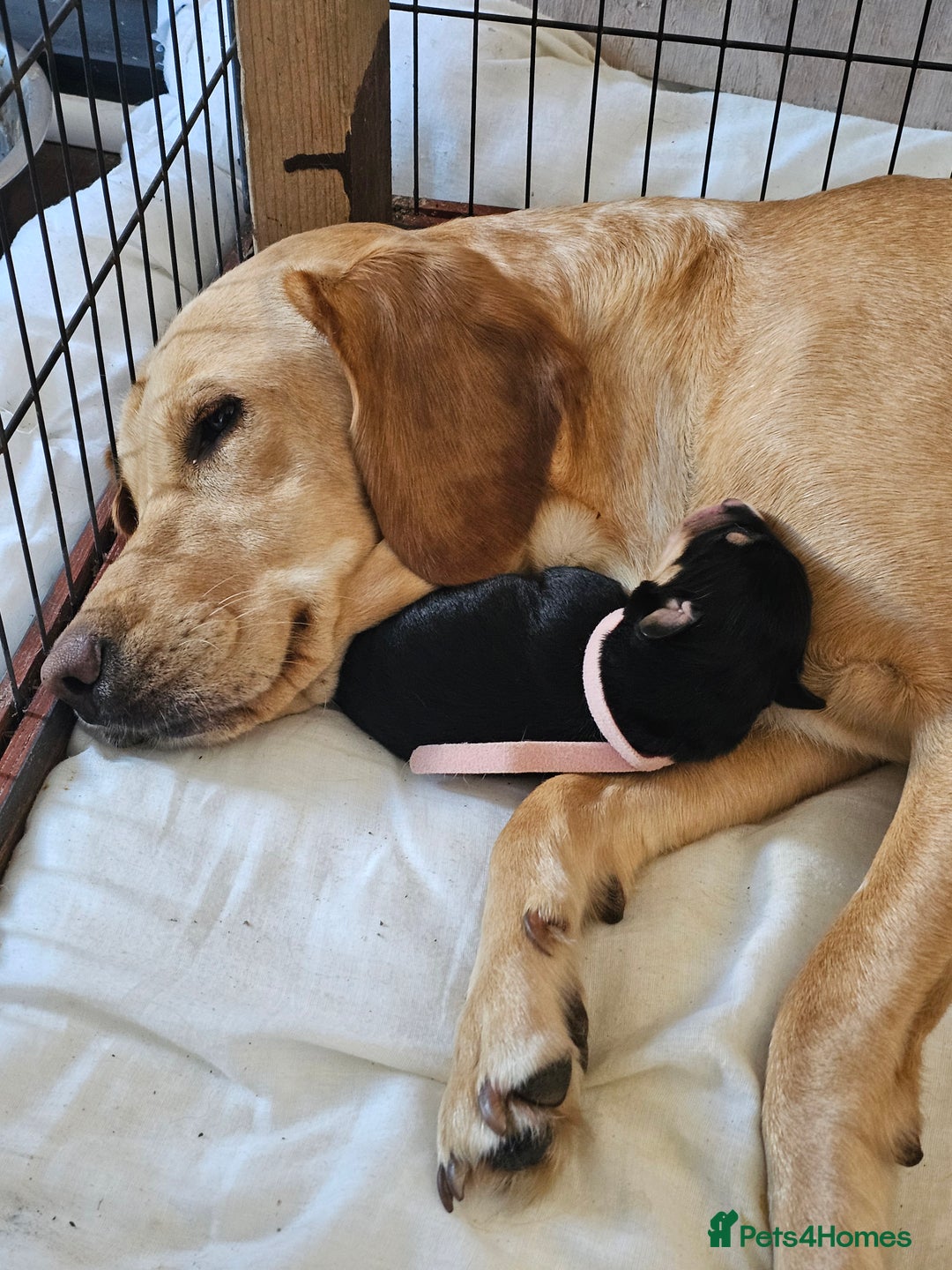 Mixed Breed dogs for sale: Puppies for sale  - Image 19