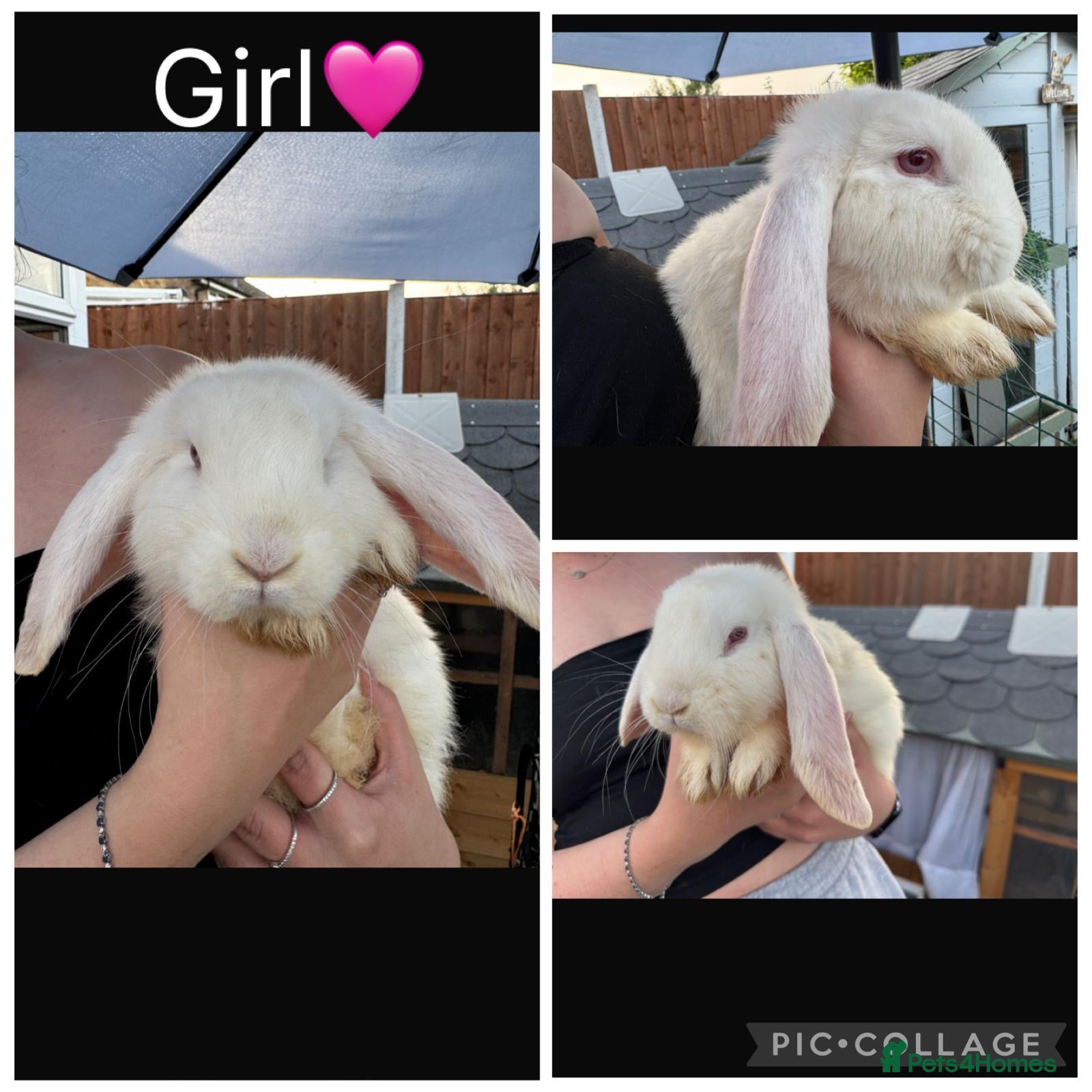 French Lop rabbits French lop - Advert 3