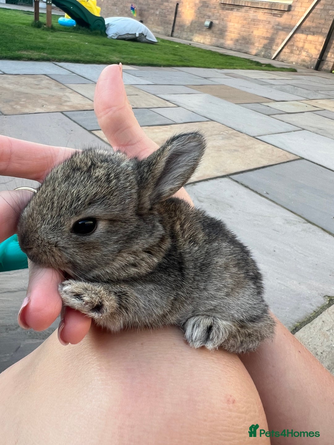 Mixed Breed rabbits for sale: Mini lop X bunnies - Image 2