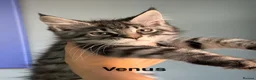 Maine Coon cats for sale: Maine Coon Kittens Champion Lines 3 GIRLS LEFT - Advert 9