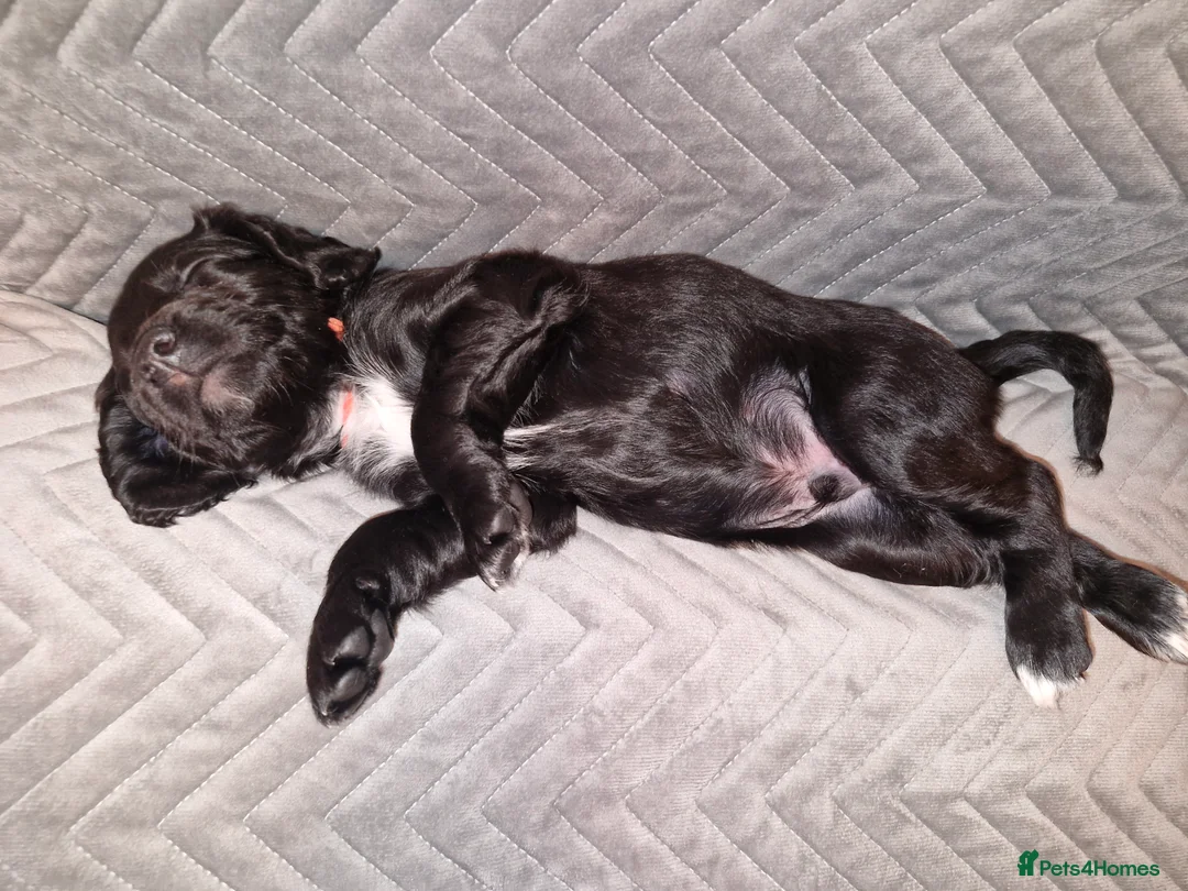 Sproodle dogs for sale: Sproodle f1b puppies - Advert 19