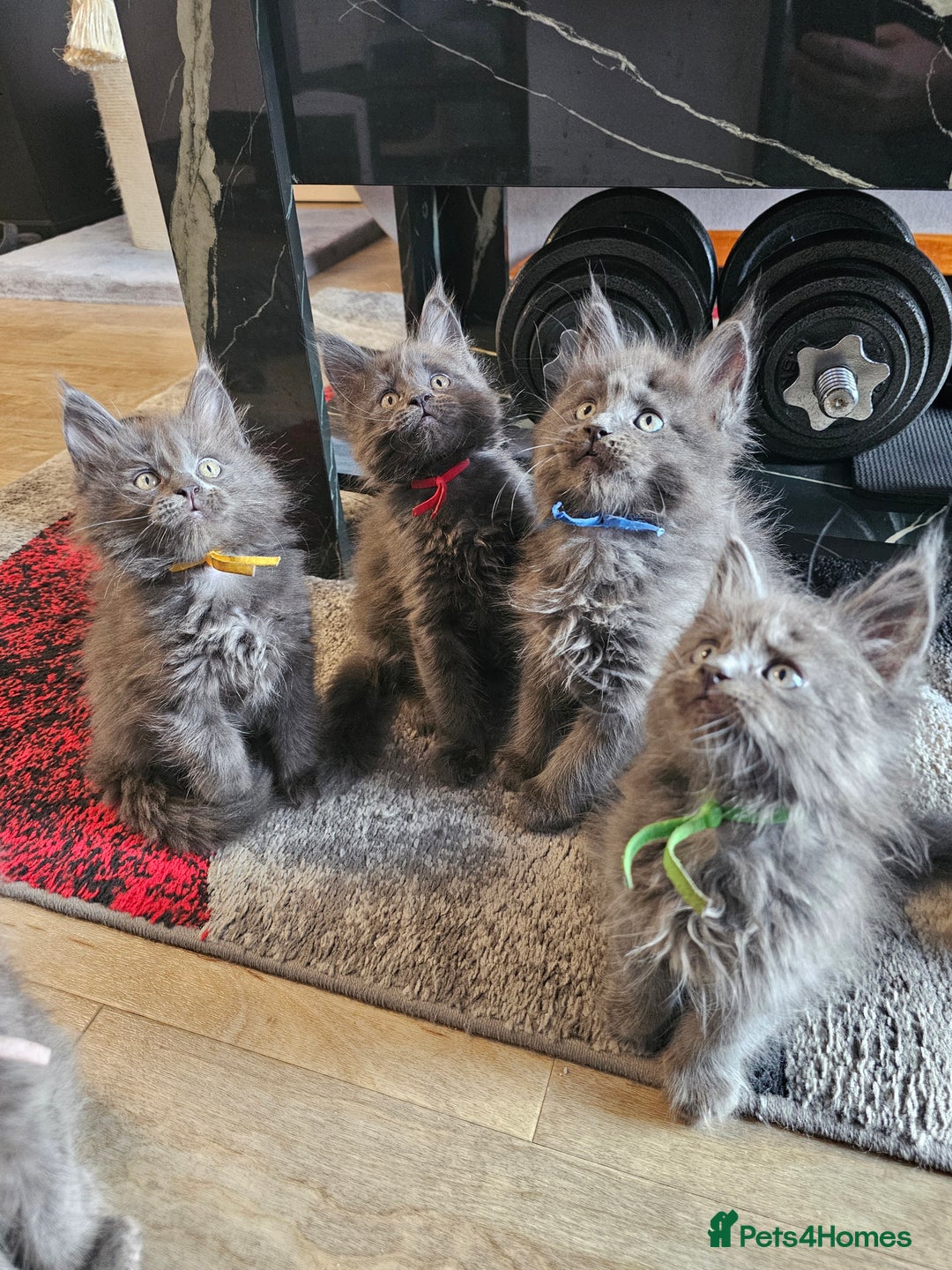 Maine Coon cats for sale: 🔥*STUNNING Litter of 6 Solid*💎*Blue Maine Coon💎 - Advert 9