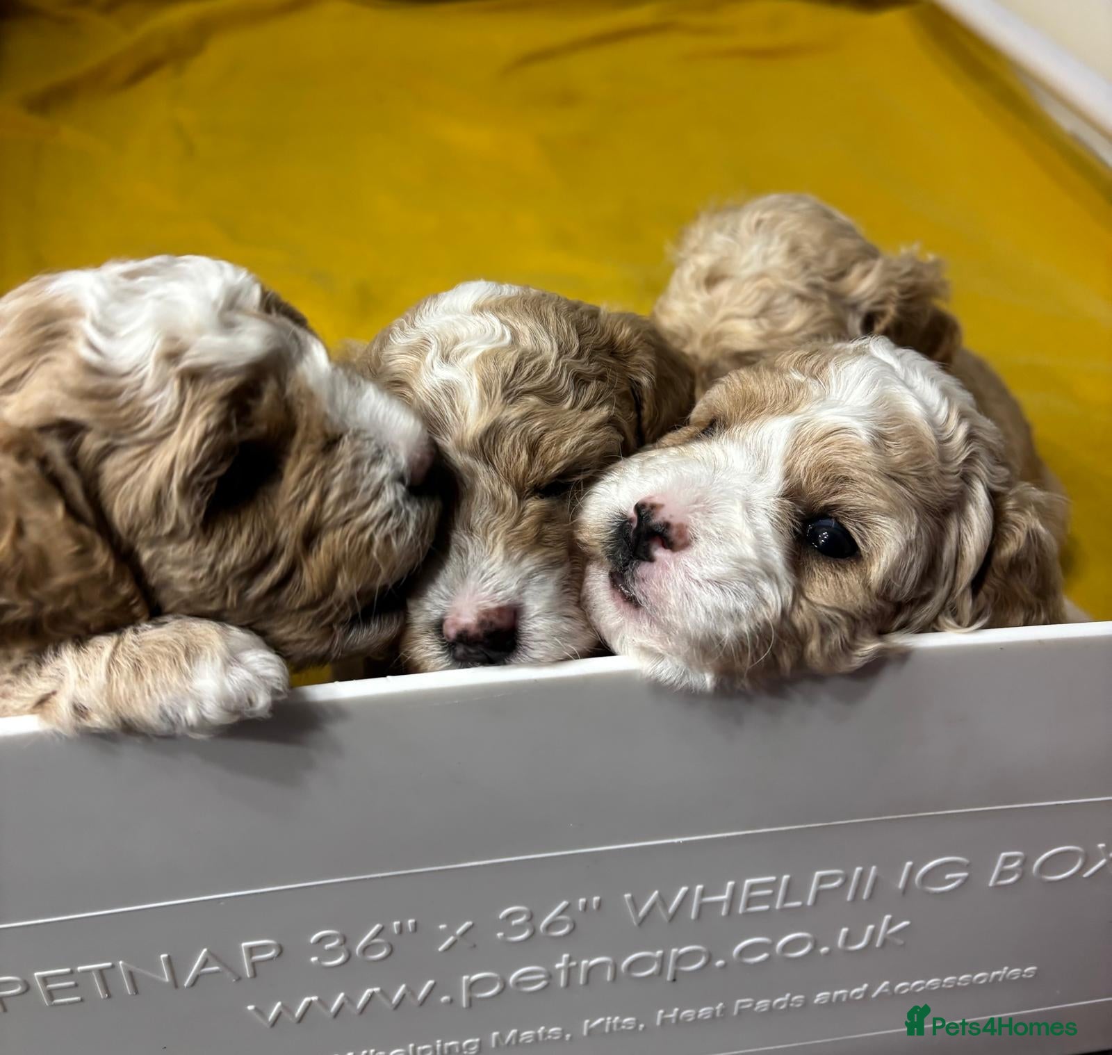 Poochon dogs Beautiful Poochon puppies  - Advert 13