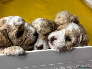 Poochon dogs Beautiful Poochon puppies - Advert 1