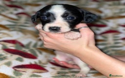 Mixed Breed dogs for sale: Whipper Spaniels ❤️ - Advert 9