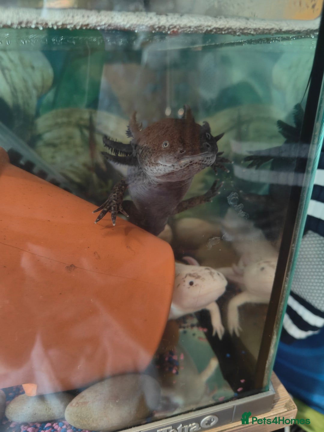 Axolotl reptiles for sale: Axolotls - Advert 4