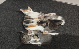 British Shorthair cats for sale: 6 beautiful kittens £60 - Image 8