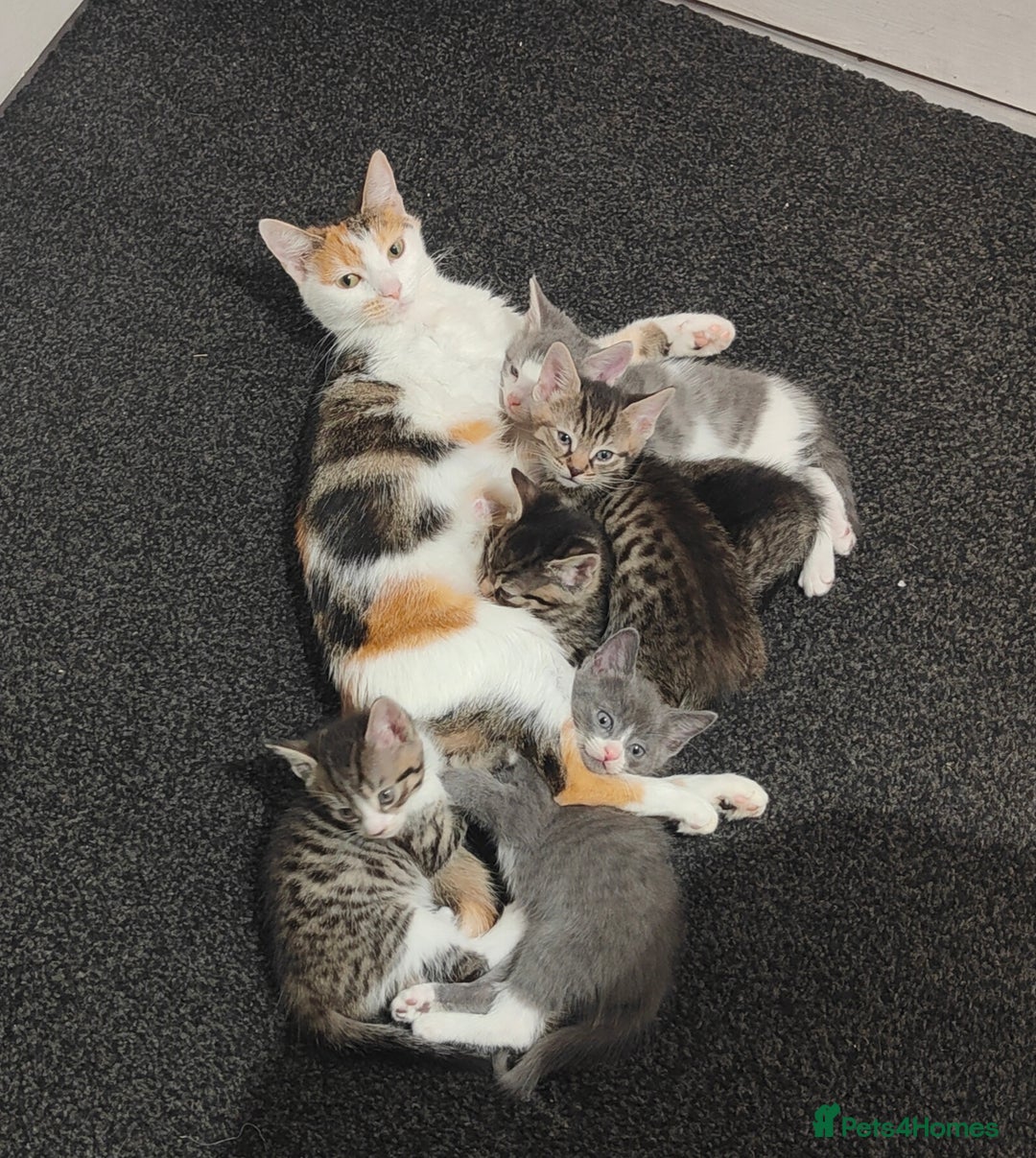 British Shorthair cats for sale: 6 beautiful kittens £60 - Image 8