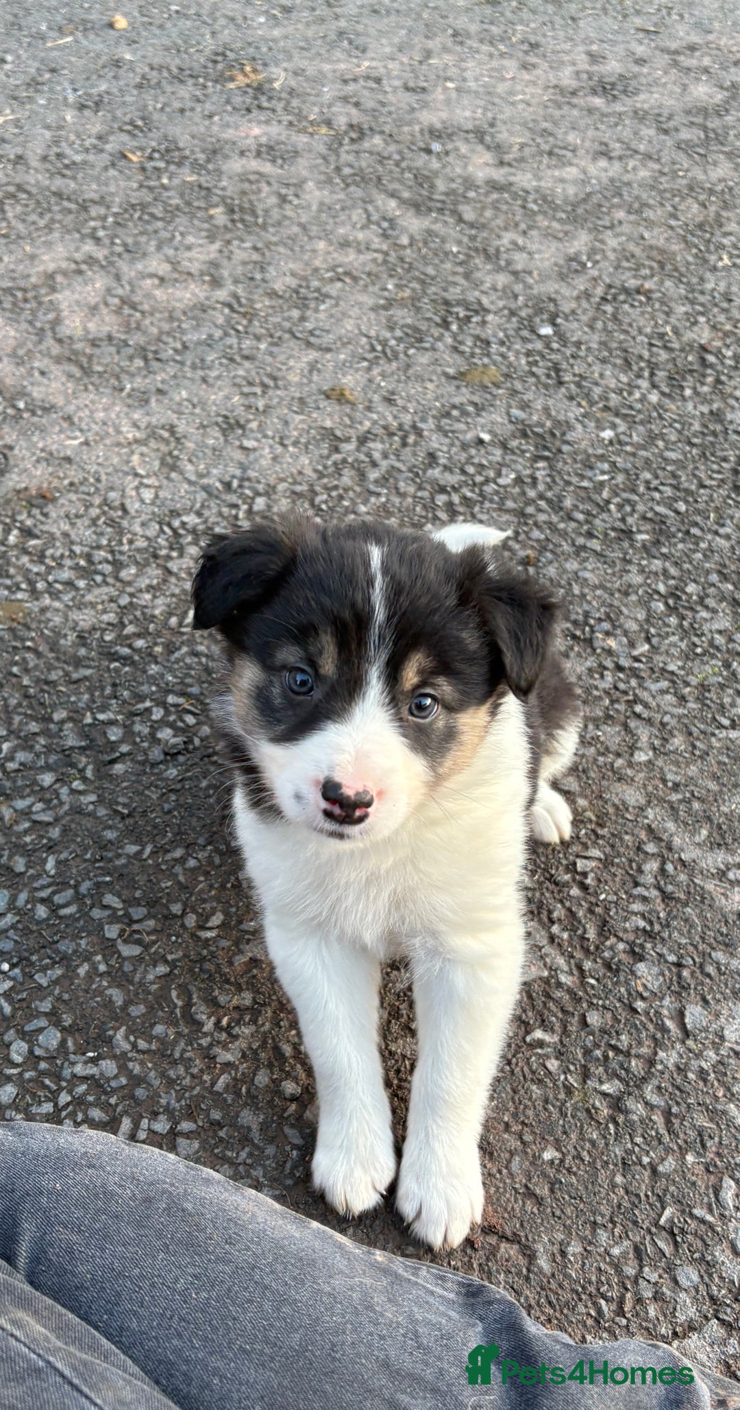 Border Collie dogs for sale: Beautiful Collie Pups - Ready for  **  - £895 - Advert 10