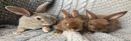 Rex rabbits for sale: Beautiful velvet mini Rex & Rex rabbits - Advert 19