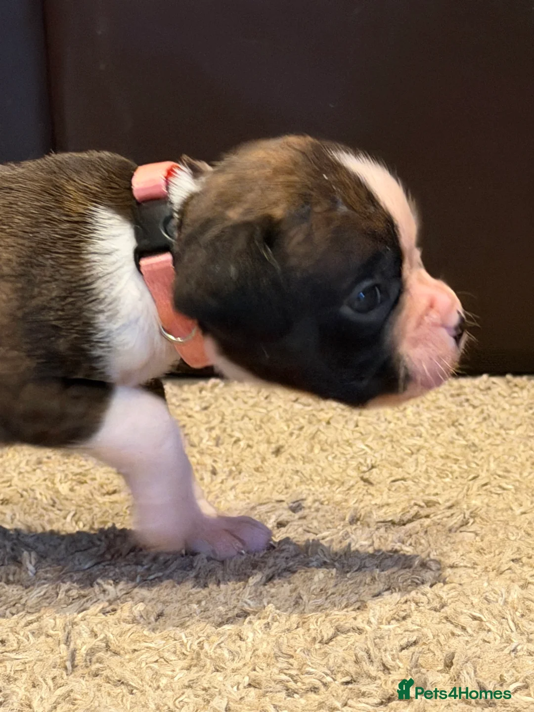 Boxer dogs for sale: Adorable litter of KC registered boxer puppies  - Advert 10