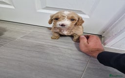 Cockapoo dogs for sale: Beautiful Cockapoo puppies for sale  - Image 2
