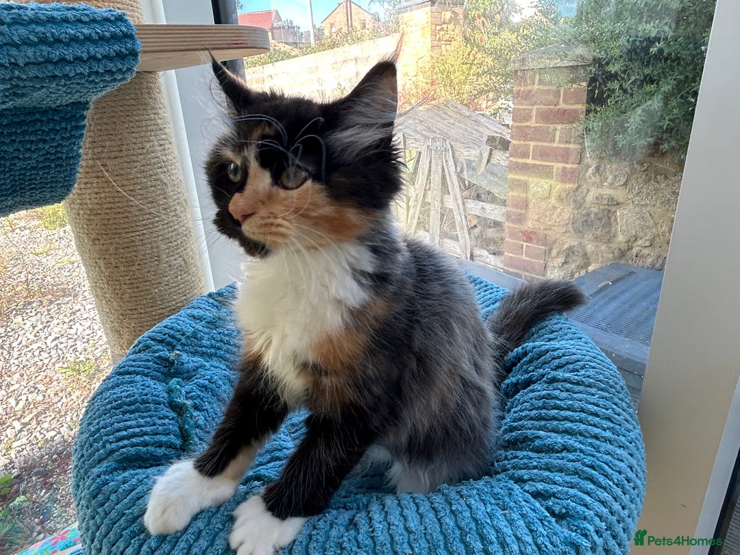 Maine Coon cats for sale: Pedigree Maine Coon kittens  - Image 11