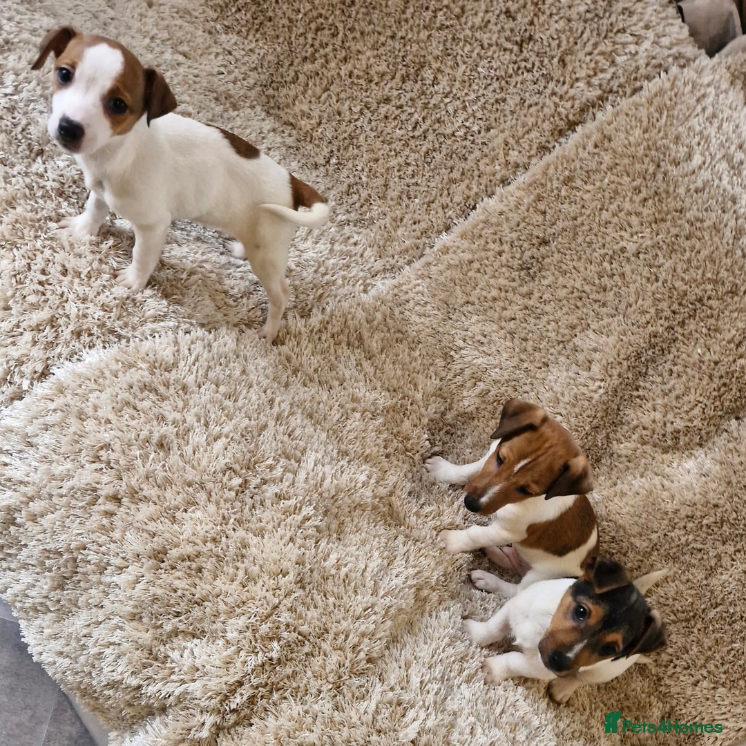 Jack Russell dogs for sale: Jack Russell pups - Image 7