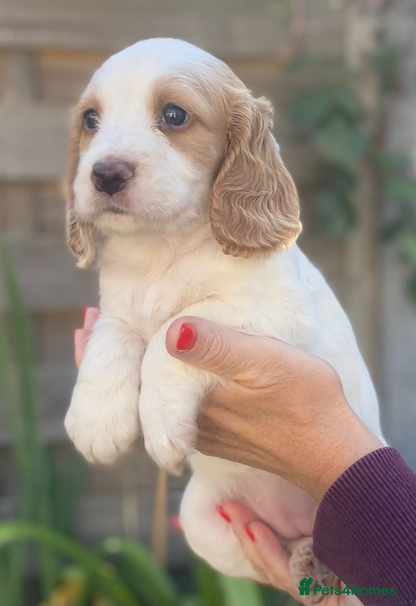 Cocker Spaniel dogs Beautiful KC Reg Working Cocker Spaniels Puppies - Advert 2
