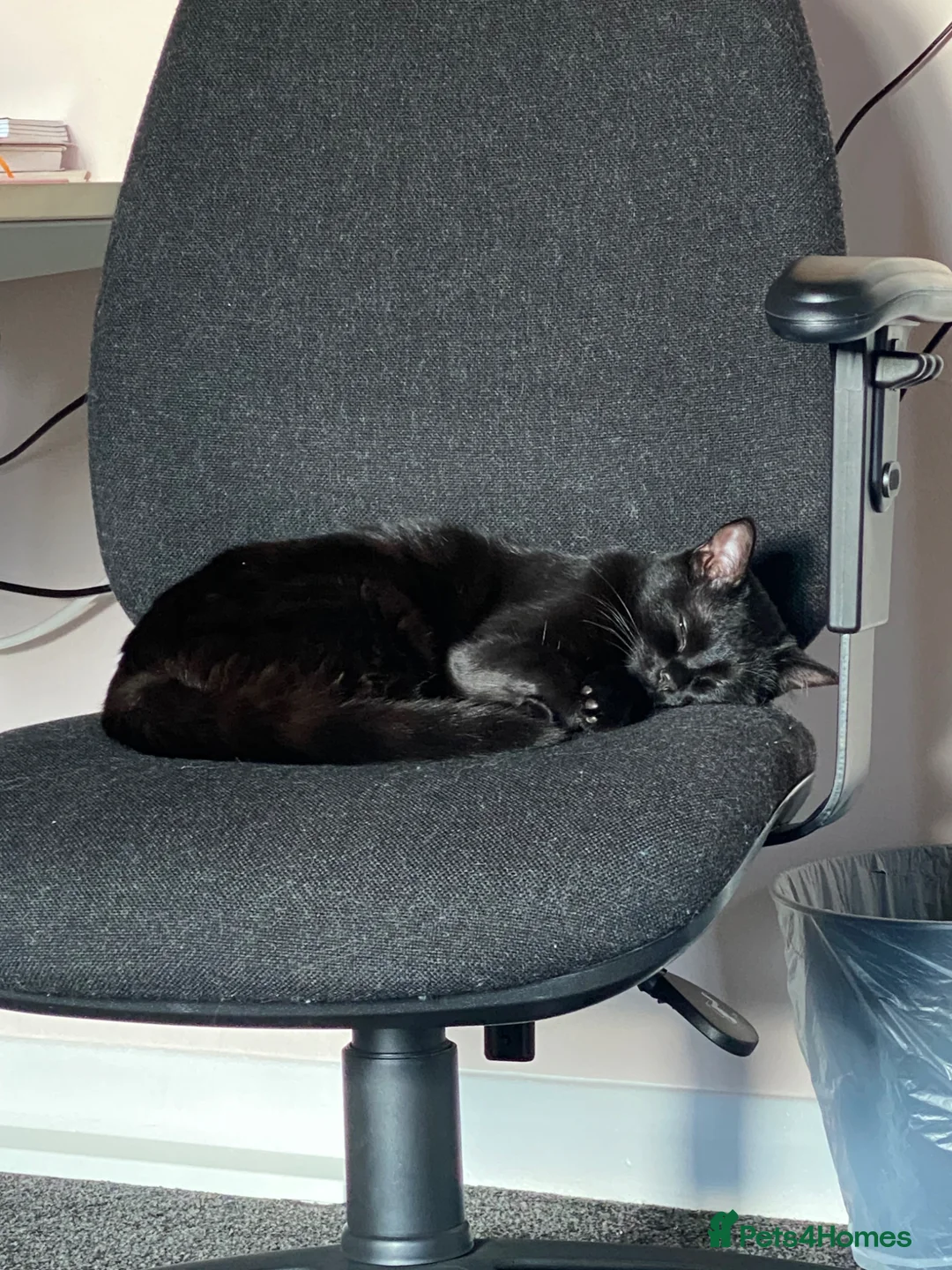 Mixed Breed cats for sale: Rehoming Gemi - Advert 2