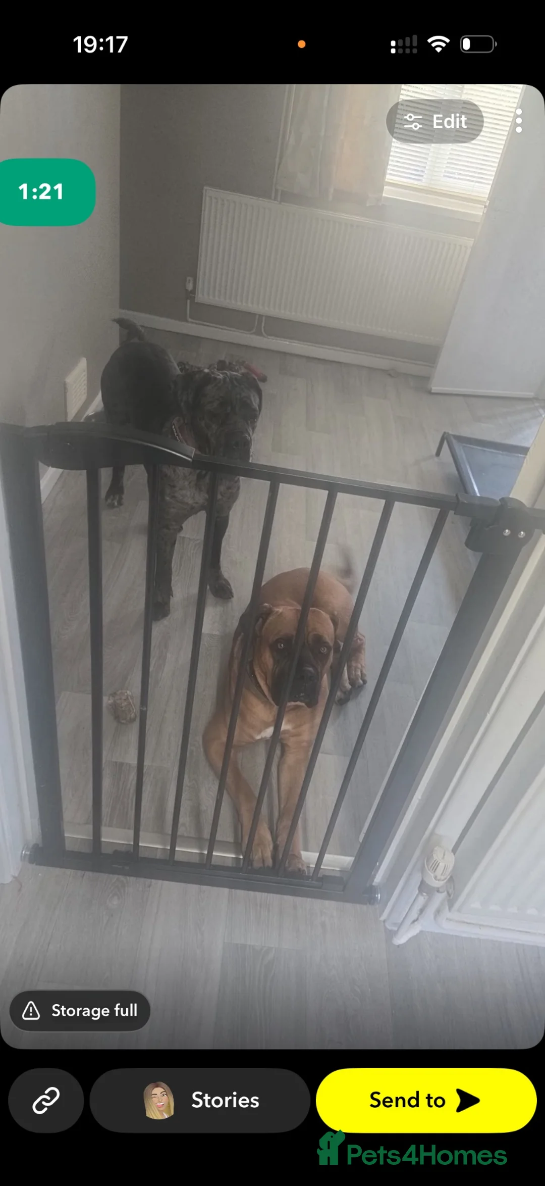 Cane Corso dogs for sale: Cane corso - Advert 9