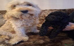 Cavapoo dogs for sale: Black cavapoo puppy  - Advert 7