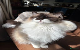 Ragdoll cats for sale: Ragdoll - very affectionate, sadly needs new home - Image 3