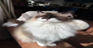 Ragdoll cats - Advert 1
