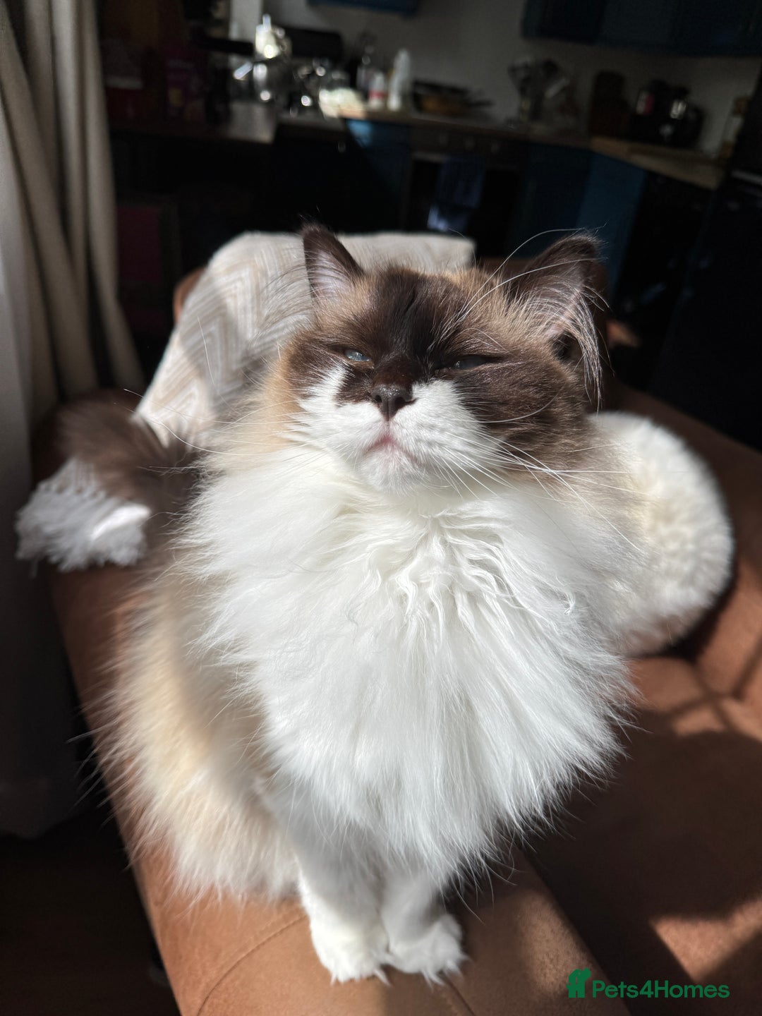 Ragdoll cats for sale: Ragdoll - very affectionate, sadly needs new home - Image 3