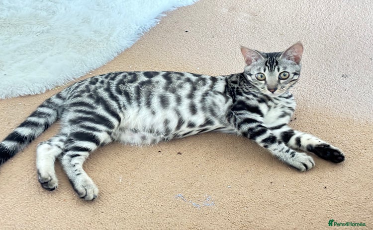 Bengal cats - Advert 14