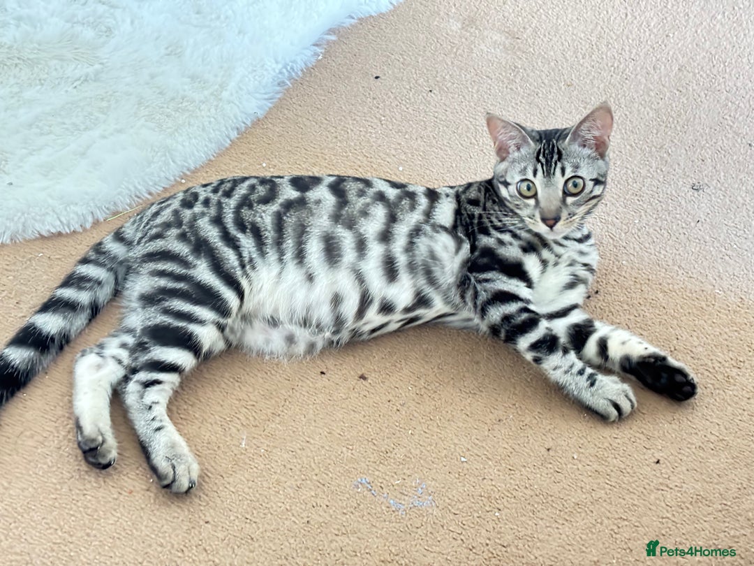 Bengal cats for sale: 🖤 TICA REGISTERED 🔥 ONLY 1 LEFT 🩶  - Image 1