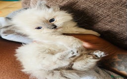 Ragdoll cats for sale: Adorable female ragdolls for sale - Image 8