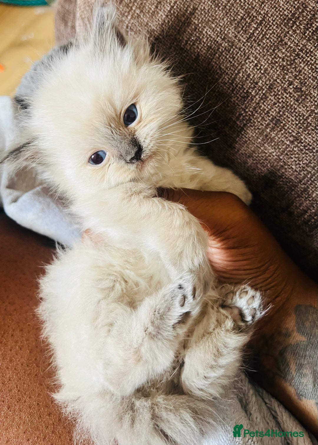 Ragdoll cats for sale: Adorable female ragdolls for sale - Image 8