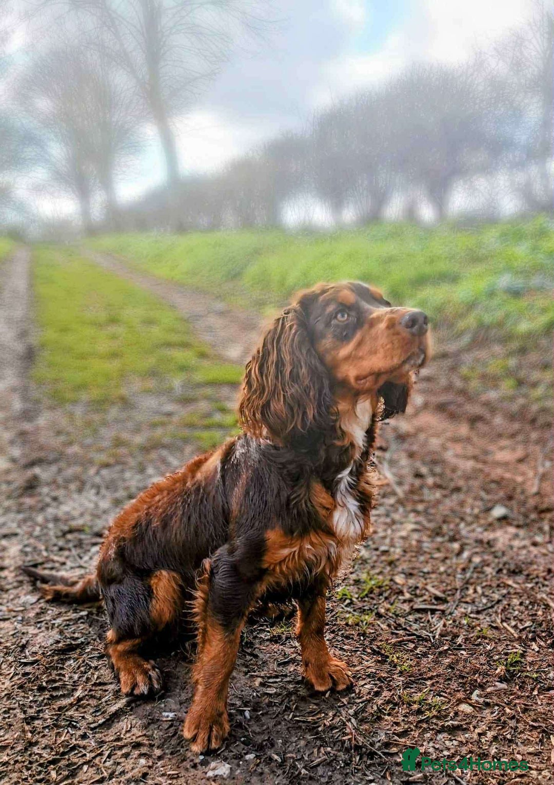 Cocker Spaniel dogs for sale: ✨Beautiful Cocker Spaniel Puppies✨ - Advert 5