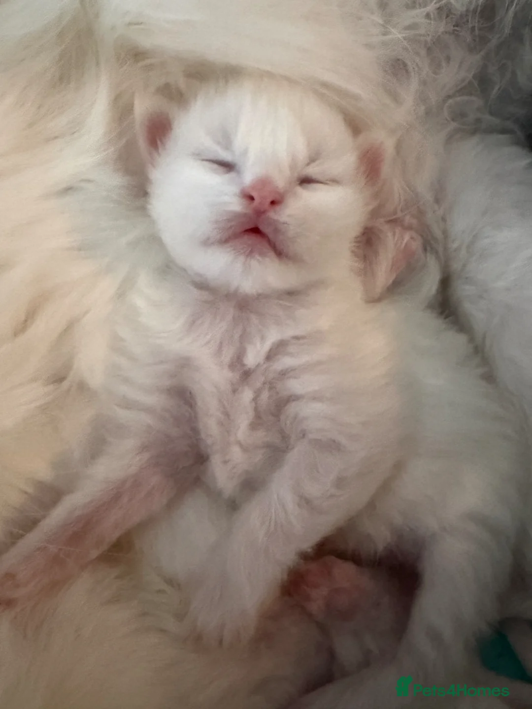 Maine Coon cats for sale: Beautiful XL Maine coons  - Advert 3