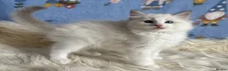 Ragdoll cats for sale: 🐾 Beautiful Ragdoll Kittens for Sale 🐾 - Advert 13