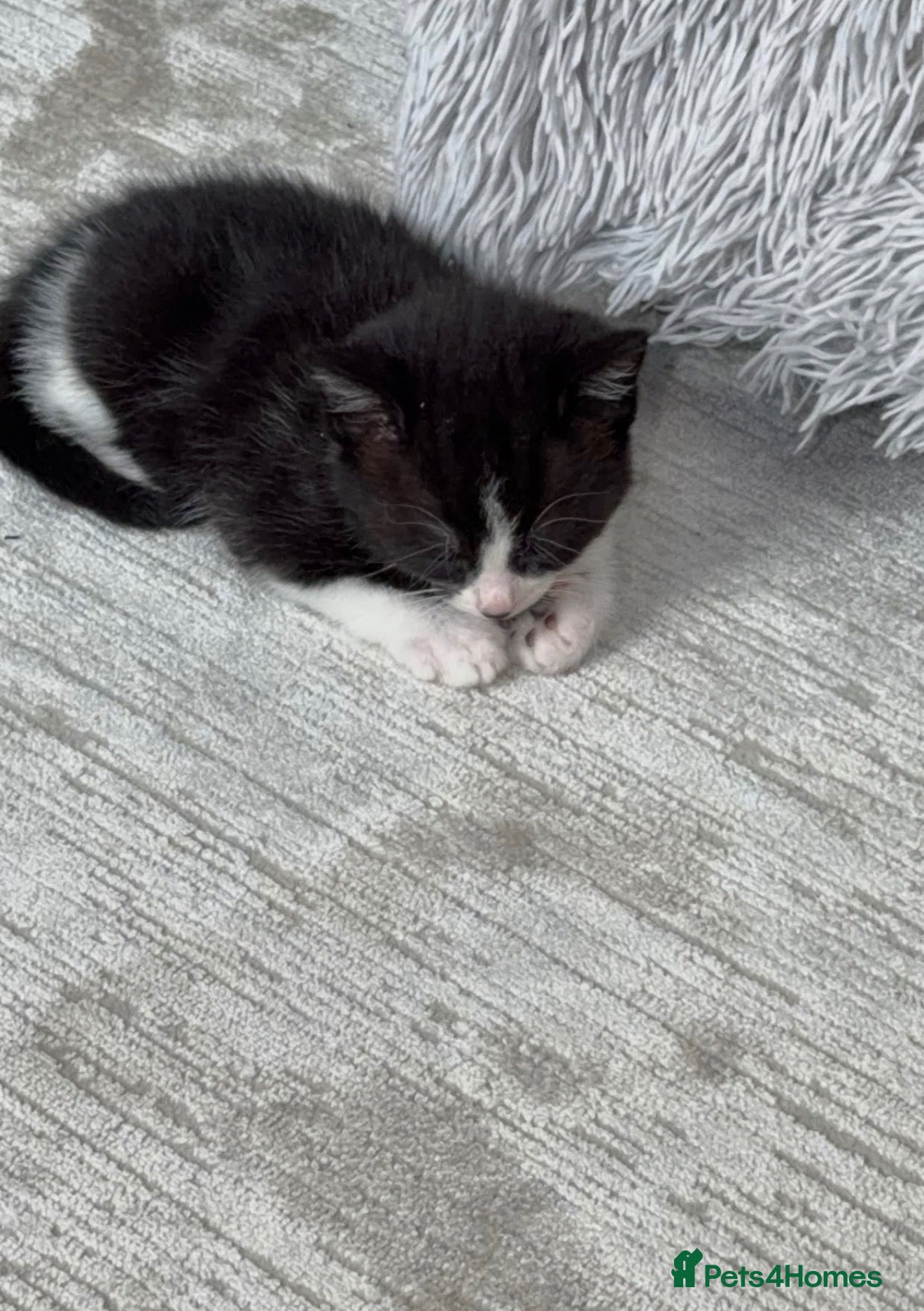 Mixed Breed cats Kitten for sale - Advert 1