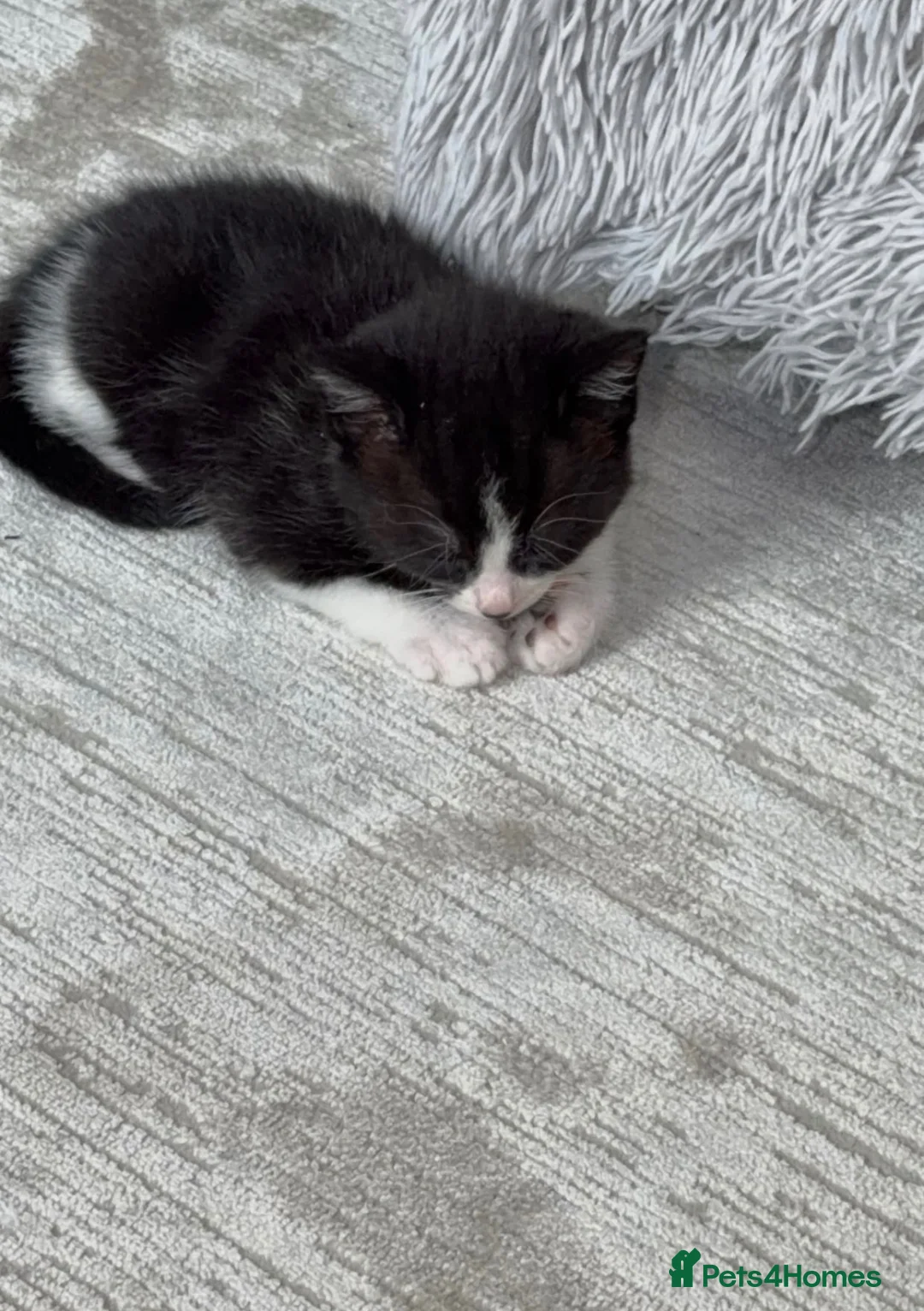 Mixed Breed cats for sale: Kitten for sale - Advert 1