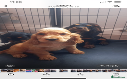 Cocker Spaniel dogs for sale: Cocker spaniel puppies  - Image 7
